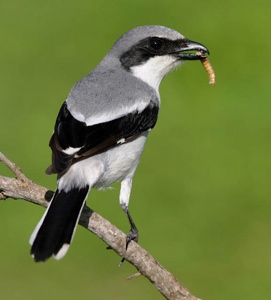 Loggerhead Shrike