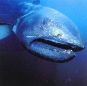 Mega Mouth Shark