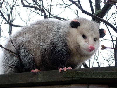 opossum-tm.jpg