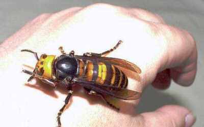 http://listverse.com/wp-content/uploads/2010/08/japanese-giant-hornet.jpg