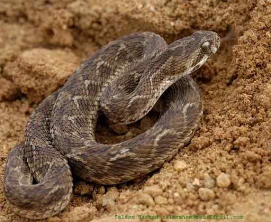 Top 10 Most Venomous Snakes - Listverse