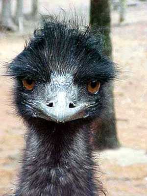 Funny Emu