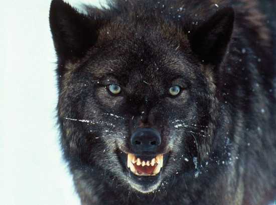 black wolf express