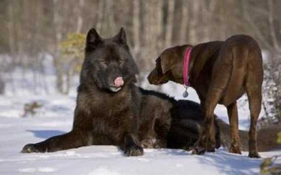 Biggest Russian Dog