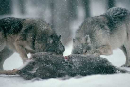 werewolf eat