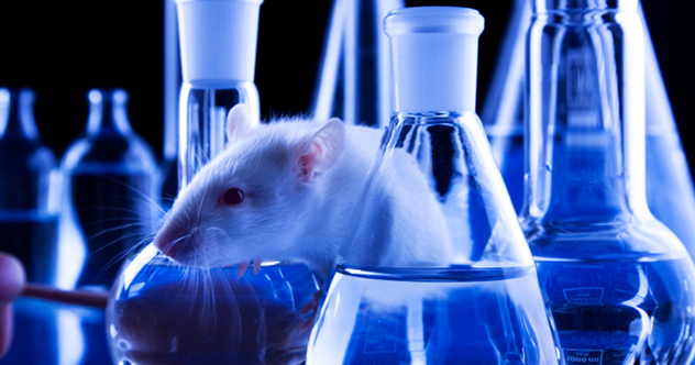 10 Most Bizarre Animal Experiments In History - Listverse