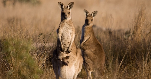 10 Awesome Facts About Australia's Marsupials - Listverse