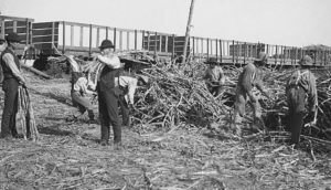 5-thibodaux-sugarcane-workers