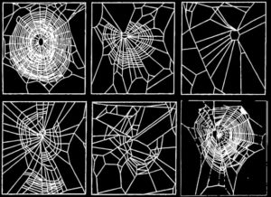 bonus-spiders-on-drugs