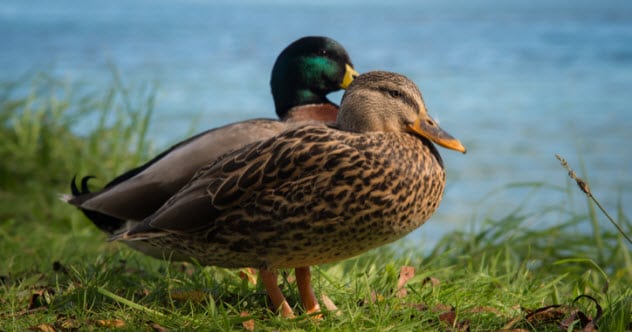 10 Horrifying Facts About Ducks Listverse 10 Horrifying Facts About Ducks Listverse