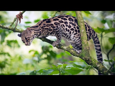 Margay Cat (Extremely Skillful Tree Climber)