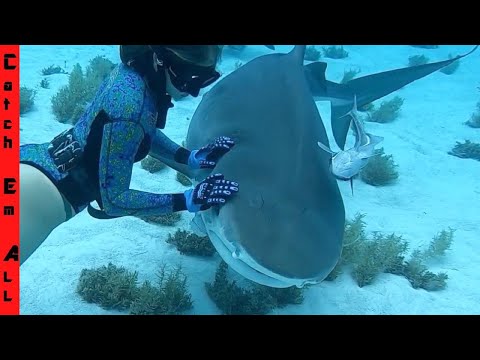 PET Baby SHARK GROWS UP!