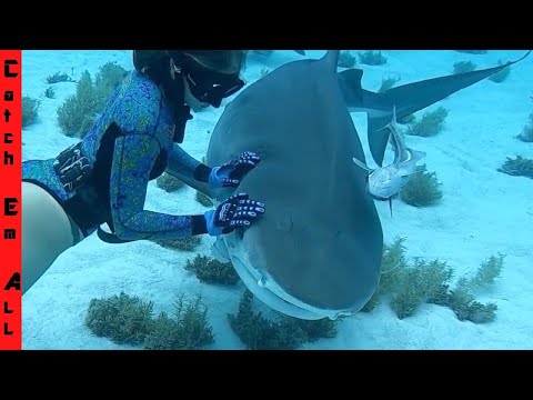 Top 10 Misconceptions About Nature s Efficient Killers  Sharks - 48