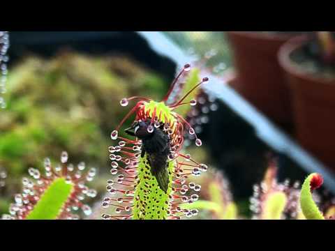 Sticky Sundew Plant Devours Insect Timelapse 1080p