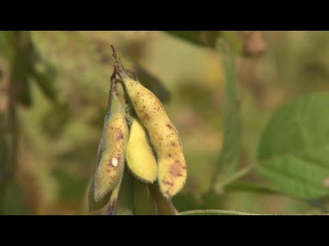 Deforestation: The hidden soy on your plate