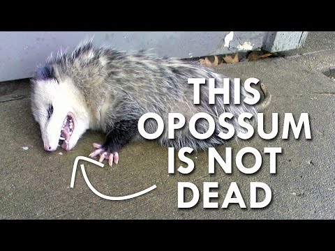 Is this Opossum Dead?