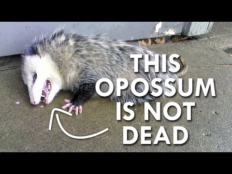 Top Ten Misunderstood Animal Behaviors - 32