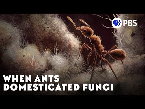 When Ants Domesticated Fungi