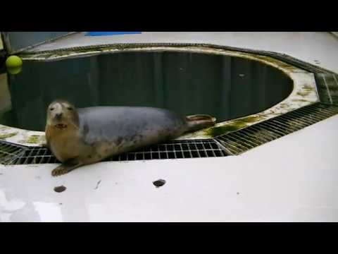 Grey Seals compilation