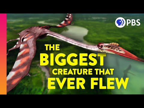 How Did Giant Pterosaurs Fly?