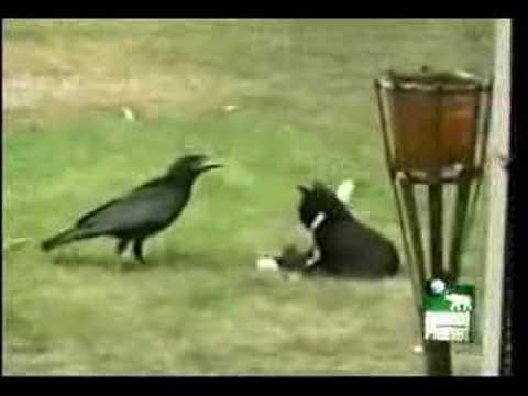 Crow adopts kitten
