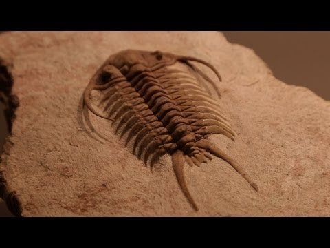 Rare Fossils of Ancient Trilobites