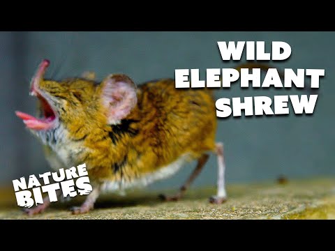 Cute Elephant Shrew Becomes a Zoo&#039;s Superstar | Nature Bites