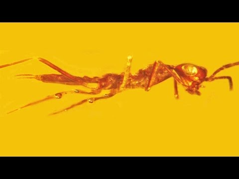 Aethiocarenus burmanicus - an exotic insect from mid-Cretaceous Myanmar amber