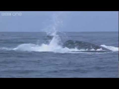 Humpback whales&#039; attempt to stop killer whale attack - Planet Earth Live - BBC