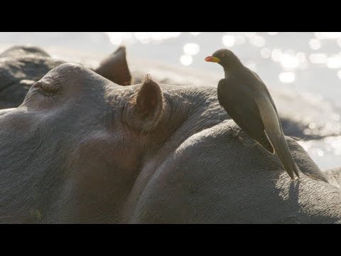 Oxpeckers Take Advantage of Their Hippo Hosts