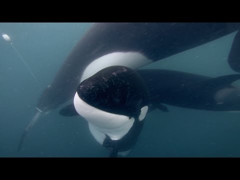 GoPro: Orca Rescue in 4K