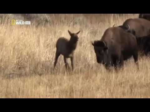 Bison kill an Elk to help a wolf to eat