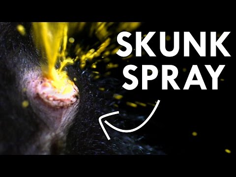 The Science of Skunk Spray