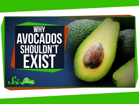 Why Avocados Shouldn&#039;t Exist