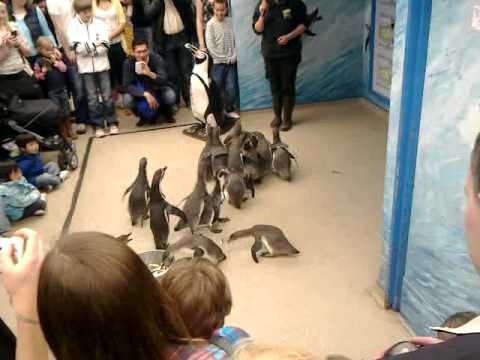 Colchester Zoo Penguin Feed