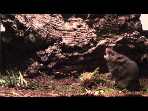 Male Alston&#039;s singing mouse (S. teguina) sings in response to female odor