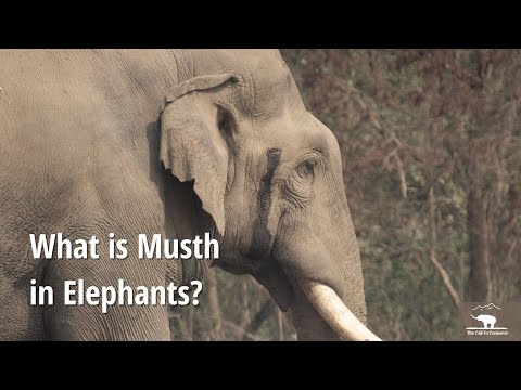 What is Musth in Elephants?