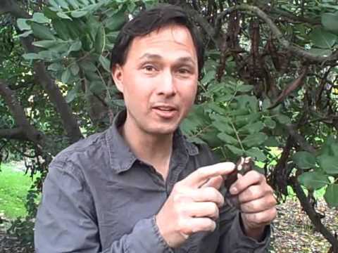 Whole Raw Carob Fruit - Nature&#039;s Most Delicious Candy Grown on a Tree