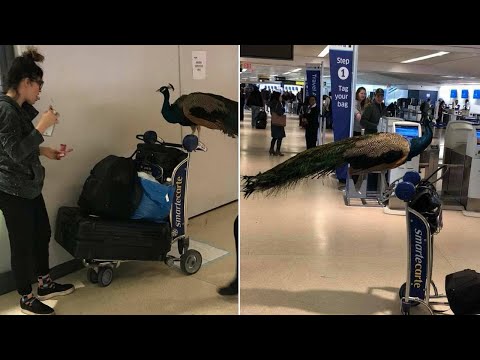 Emotional Support Peacock Denied Seat on Plane