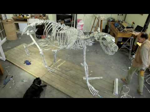 The Ice Bear Project Skeleton