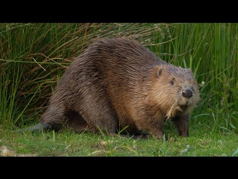 Where to see beavers in the UK | Wild Britain