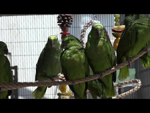 Parrot eggs smuggled at MIA hatch, find new home on the West Coast