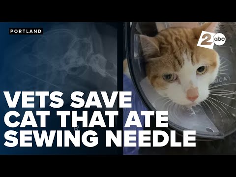 Curious Kevin: The cat who ate a sewing needle