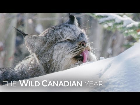 Top 10 Hardcore Videos Of Wild American Cats - 84