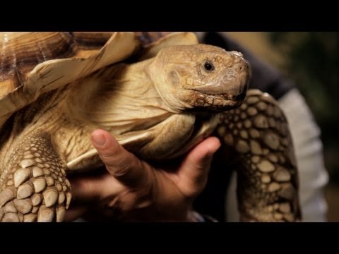 7 Cool Facts about Sulcata Tortoise | Pet Reptiles