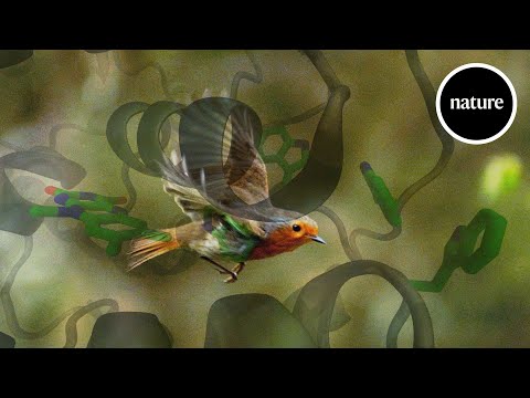 How quantum mechanics help birds find their way