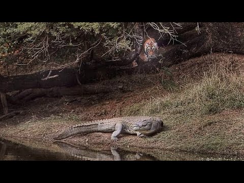 Tiger vs crocodile: all about the attack of the tigress Machli on the mugger crocodile