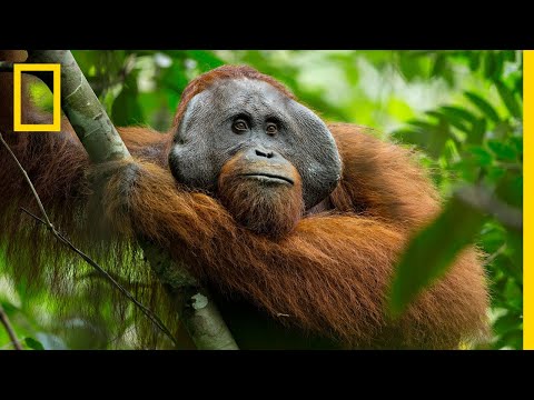 A Rare Look at the Secret Life of Orangutans | Short Film Showcase