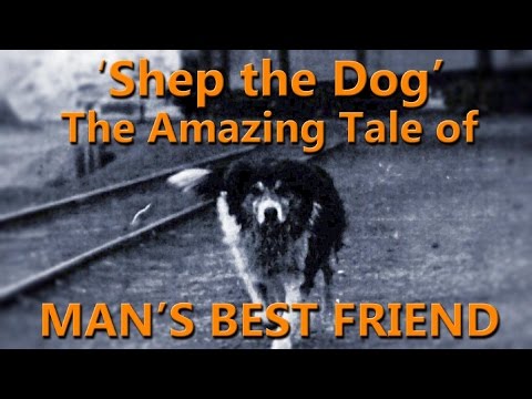 10 Heartbreaking Tales Of Faithful Dogs - 15