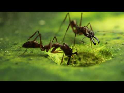 Trap-Jaw Ants